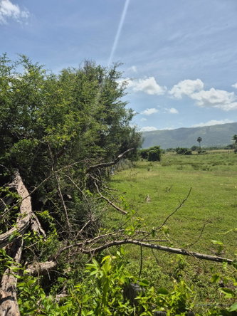 Sixth image of Black River to Pedro Cros in Brucefield, St. Elizabeth, Jamaica - property is For Sale