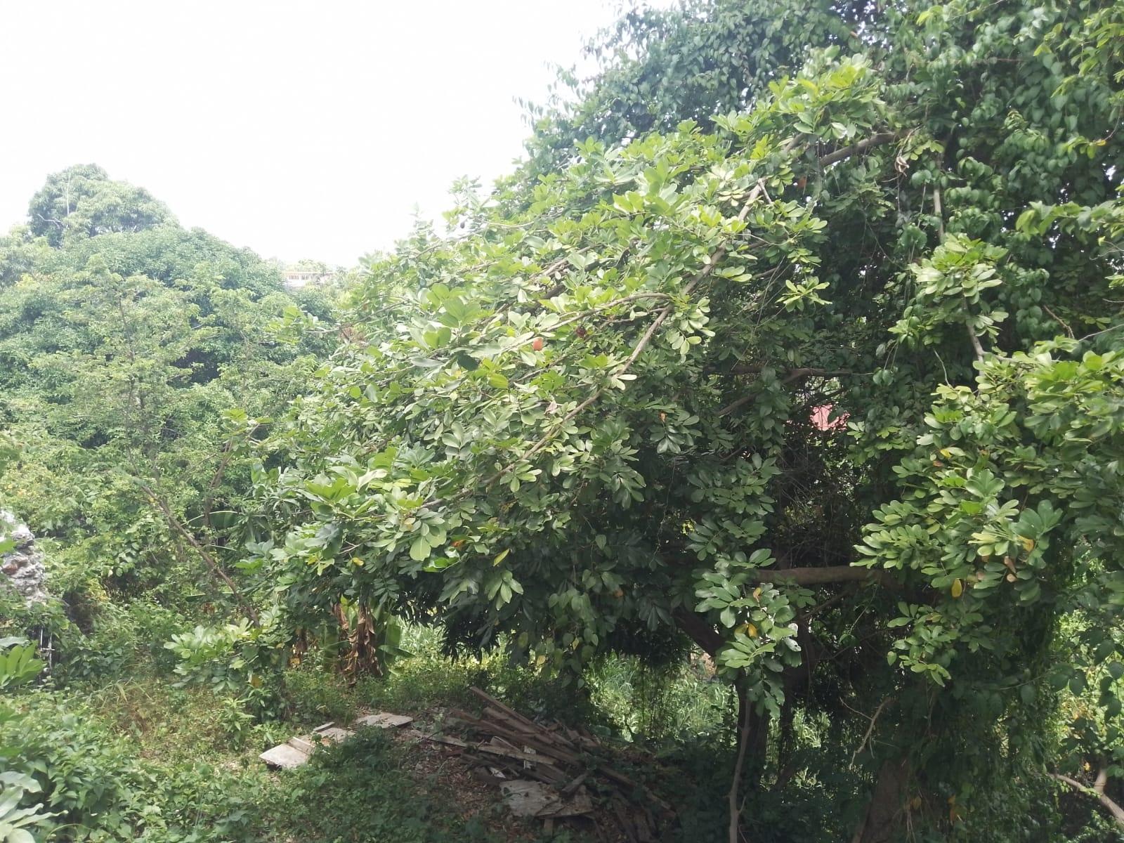 Twenty-Seventh image of West Great House Circle in Kingston 19, St. Andrew, Jamaica - property is For Sale