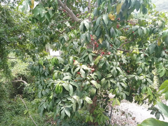 Twenty-Ninth image of West Great House Circle in Kingston 19, St. Andrew, Jamaica - property is For Sale