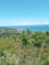First image of Lot 186- Culloden, Whitehouse, Wes in WHITEHOUSE, Westmoreland, Jamaica - property is For Sale
