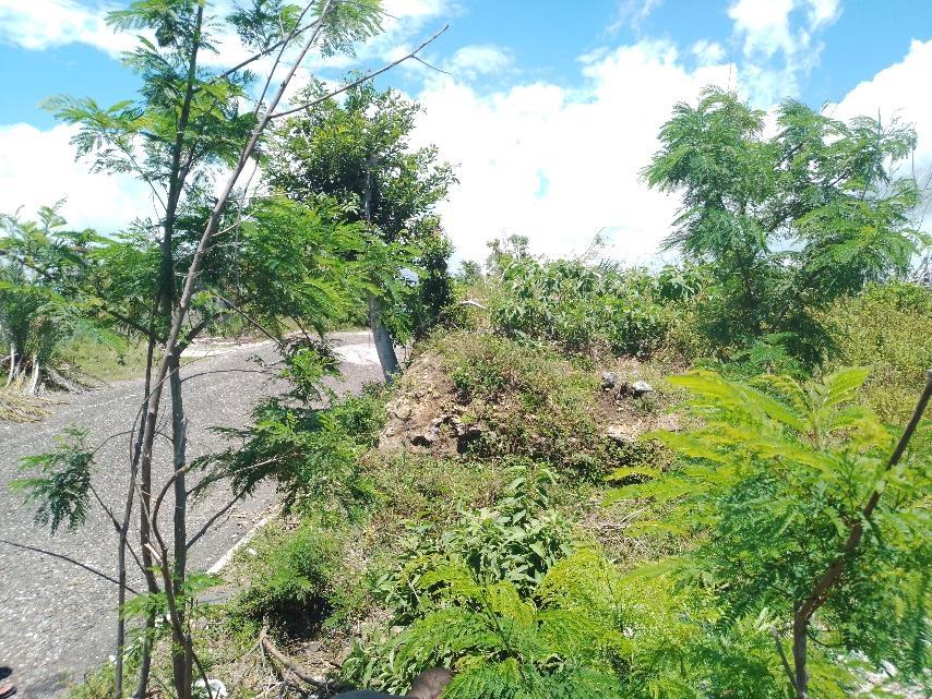 Second image of Lot 186- Culloden, Whitehouse, Wes in WHITEHOUSE, Westmoreland, Jamaica - property is For Sale