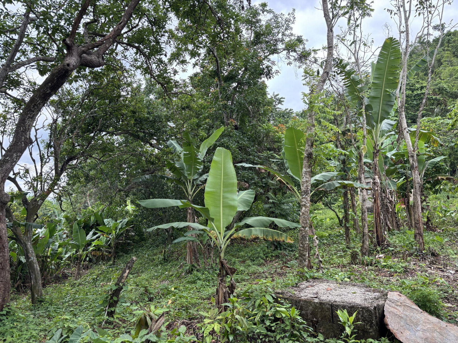 Tenth image of Part of Mocho Called Foga in Mocho, Clarendon, Jamaica - property is For Sale