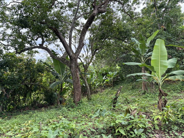 Eleventh image of Part of Mocho Called Foga in Mocho, Clarendon, Jamaica - property is For Sale