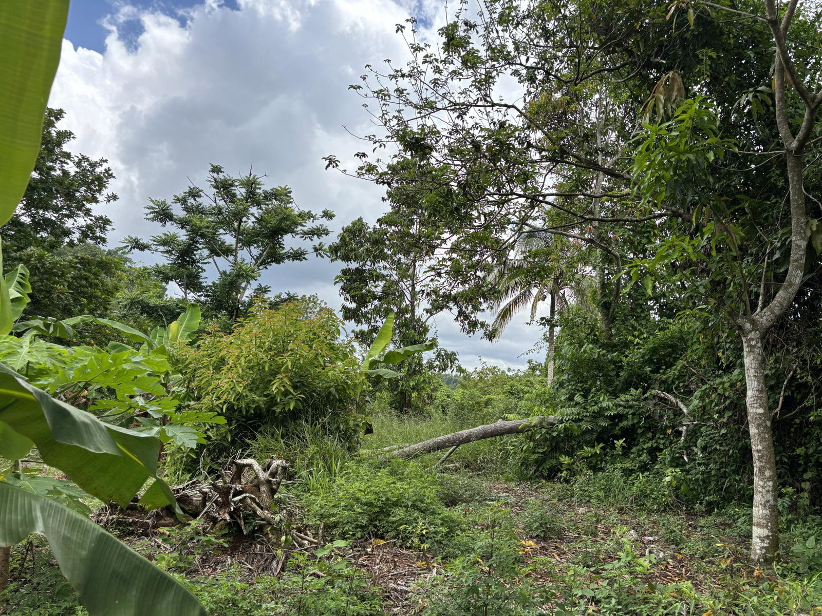 Twelfth image of Part of Mocho Called Foga in Mocho, Clarendon, Jamaica - property is For Sale