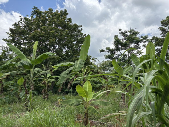Fourteenth image of Part of Mocho Called Foga in Mocho, Clarendon, Jamaica - property is For Sale