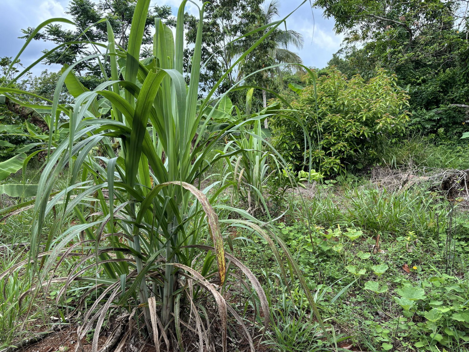 Fifteenth image of Part of Mocho Called Foga in Mocho, Clarendon, Jamaica - property is For Sale