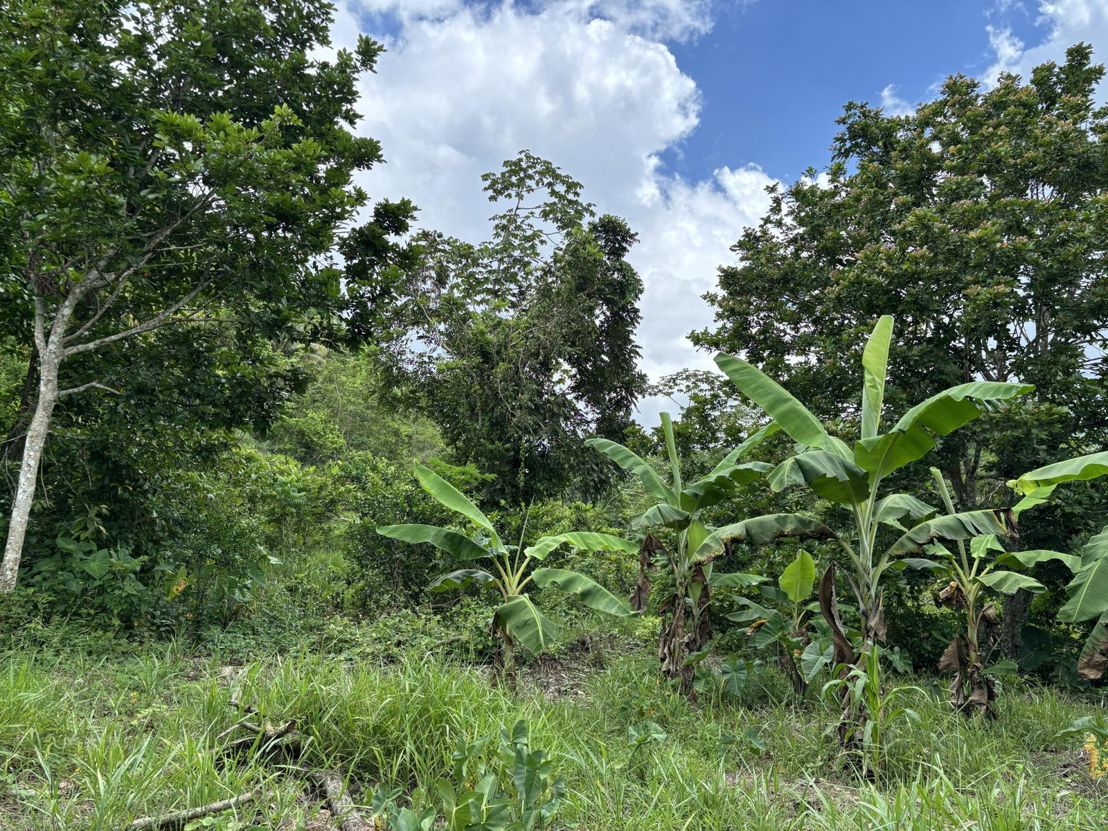 Sixteenth image of Part of Mocho Called Foga in Mocho, Clarendon, Jamaica - property is For Sale