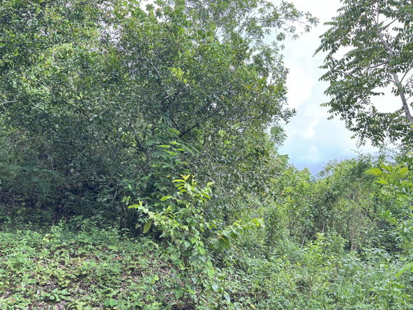 Seventeenth image of Part of Mocho Called Foga in Mocho, Clarendon, Jamaica - property is For Sale