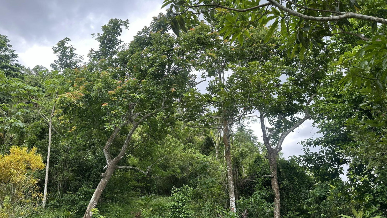 Third image of Part of Mocho Called Foga in Mocho, Clarendon, Jamaica - property is For Sale