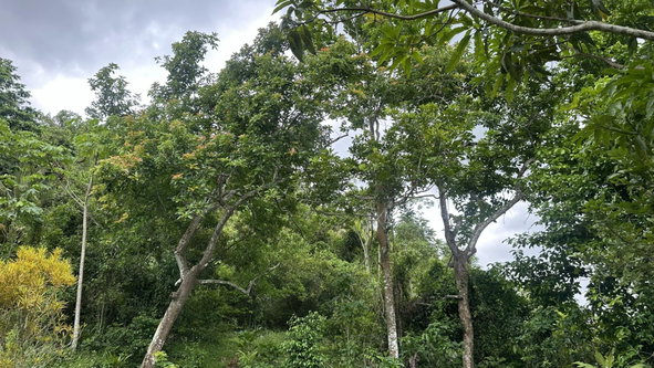 Third image of Part of Mocho Called Foga in Mocho, Clarendon, Jamaica - property is For Sale