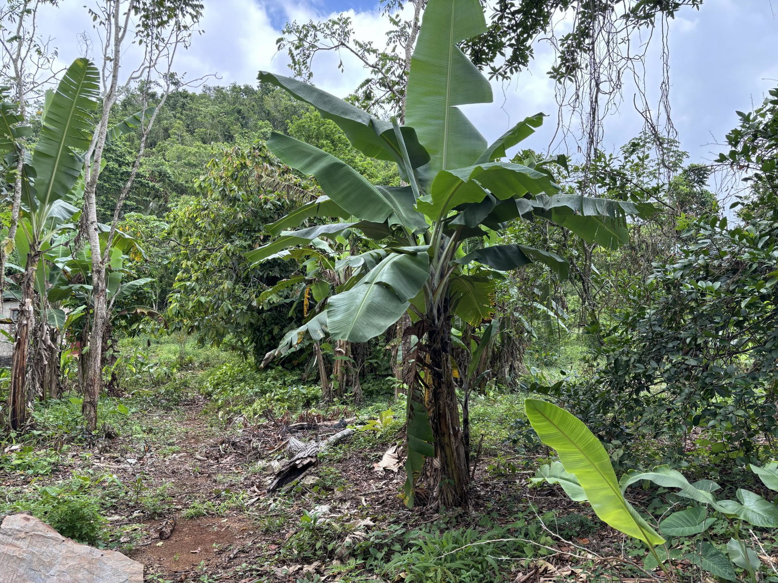 Eighth image of Part of Mocho Called Foga in Mocho, Clarendon, Jamaica - property is For Sale