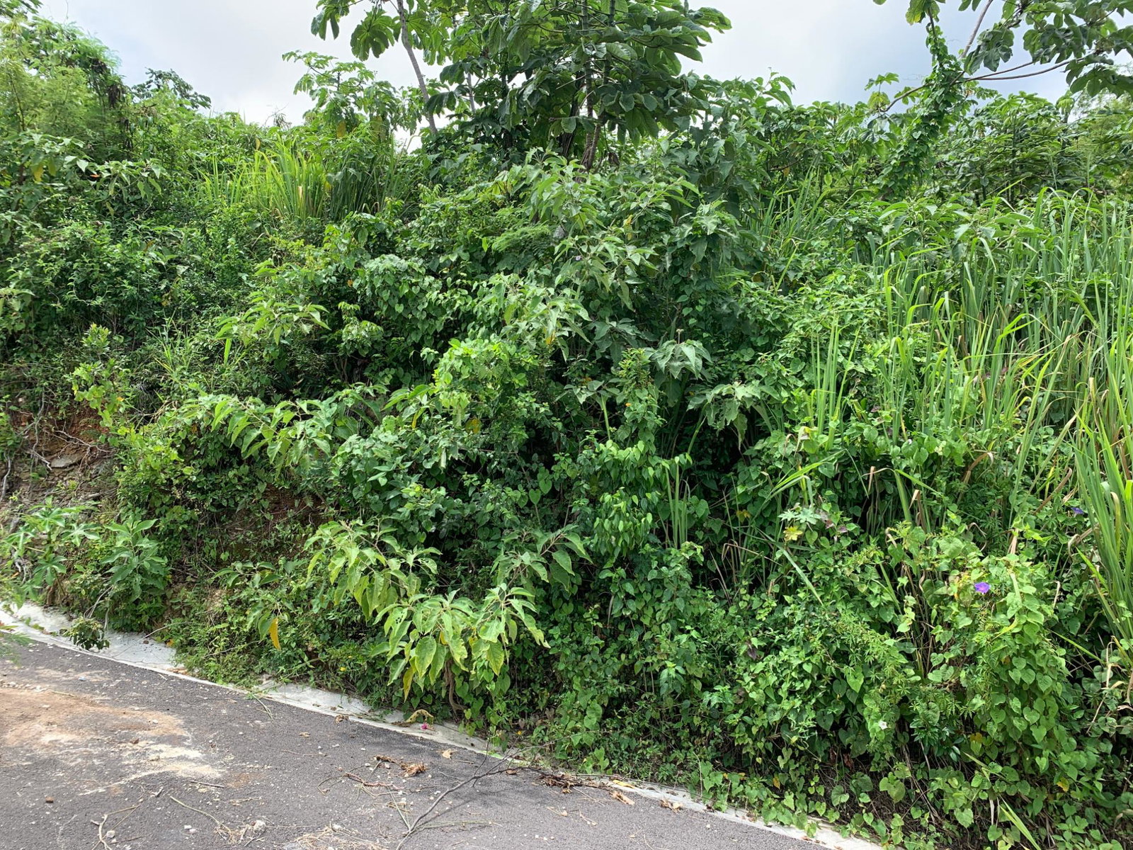 Sixth image of 183 Torada Heights in Little River, St. James, Jamaica - property is For Sale
