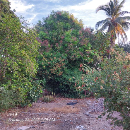 Sixth image of Bonanza Drive in Lauriston, St. Catherine, Jamaica - property is For Sale