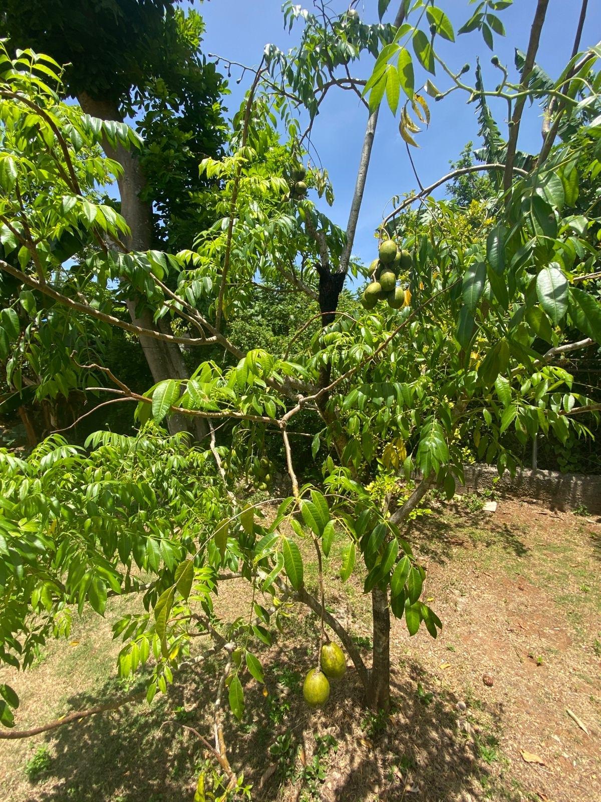 Sixth image of Lot 2- Retirement rd in Santa Cruz, St. Elizabeth, Jamaica - property is For Sale