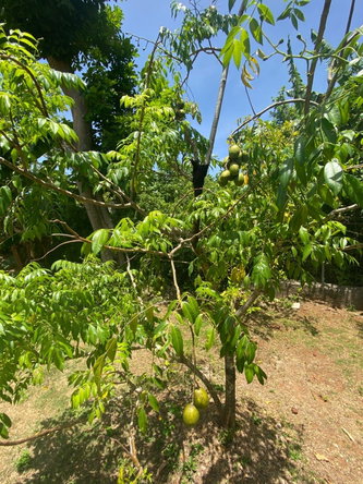 Sixth image of Lot 2- Retirement rd in Santa Cruz, St. Elizabeth, Jamaica - property is For Sale