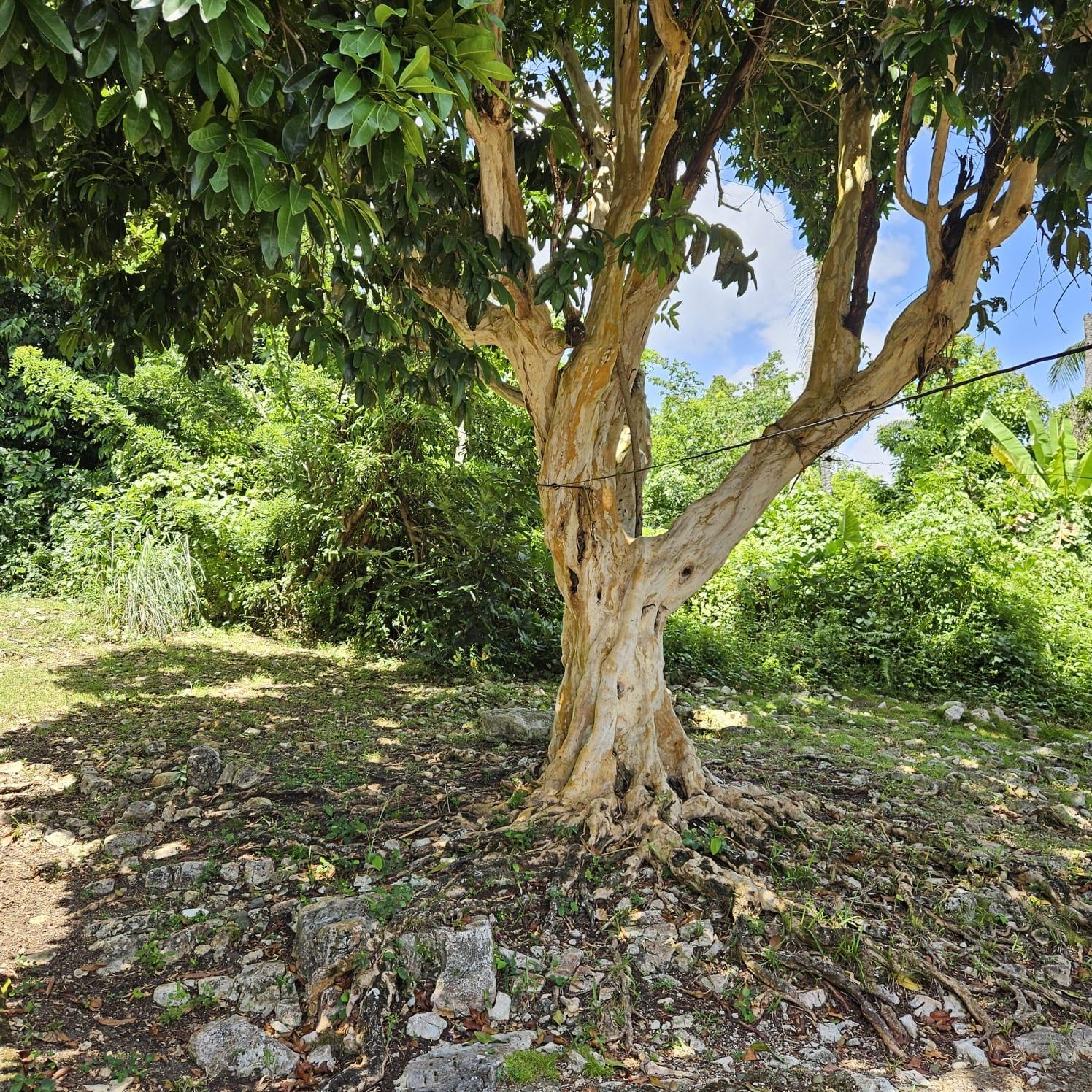 Seventeenth image of Lot 33 Ocean Boulevard, Whitehal in White Hall, Portland, Jamaica - property is For Sale