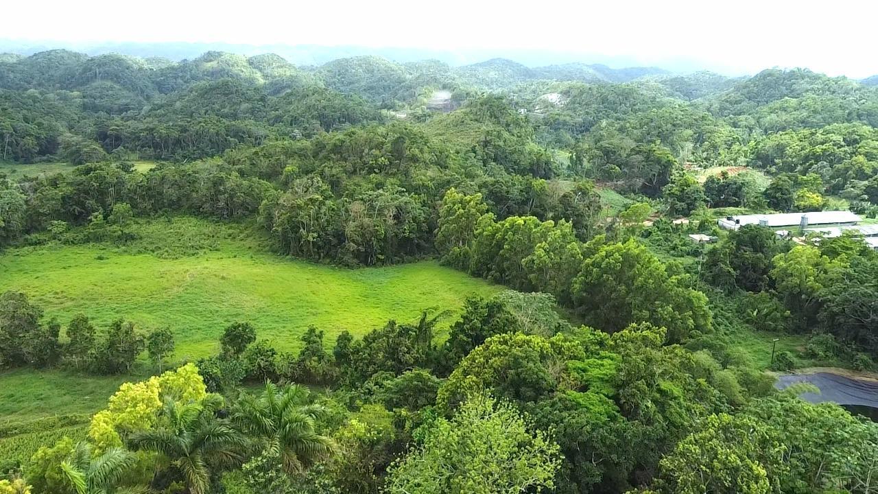 Seventeenth image of Chippenham Park, Bamboo, in Bamboo, St. Ann, Jamaica - property is For Sale