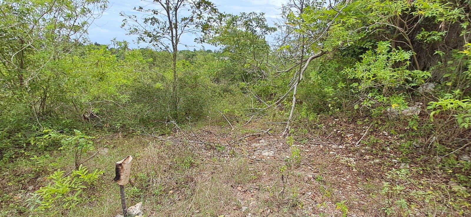 Tenth image of 38 Huddersfield, St. Mary in Huddersfield Estates, St. Mary, Jamaica - property is For Sale
