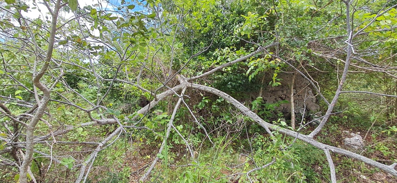 Fourth image of 38 Huddersfield, St. Mary in Huddersfield Estates, St. Mary, Jamaica - property is For Sale