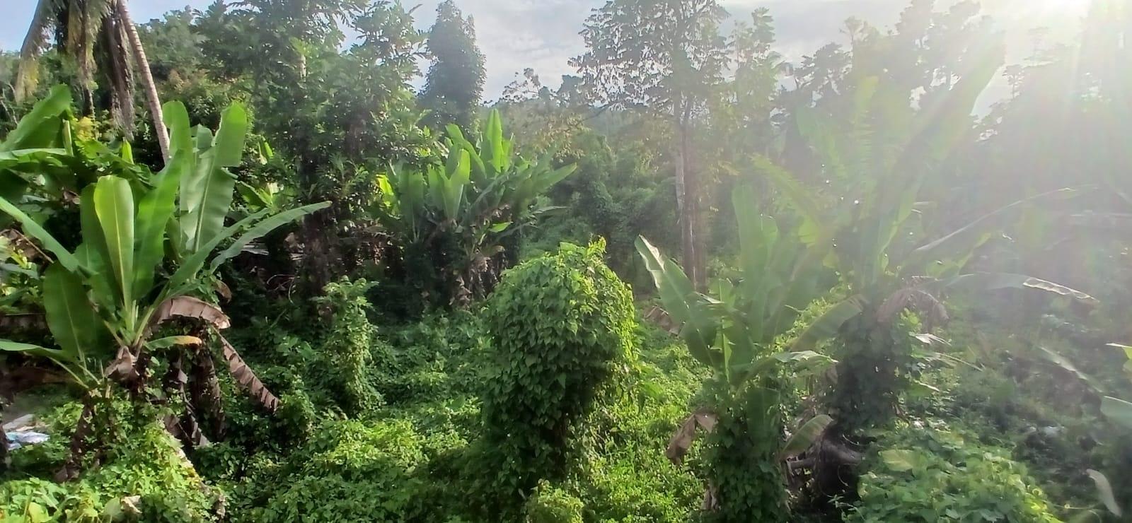 Fourth image of 62- pt Windsor Lodge L/s, Som in Windsor Lodge, St. James, Jamaica - property is For Sale