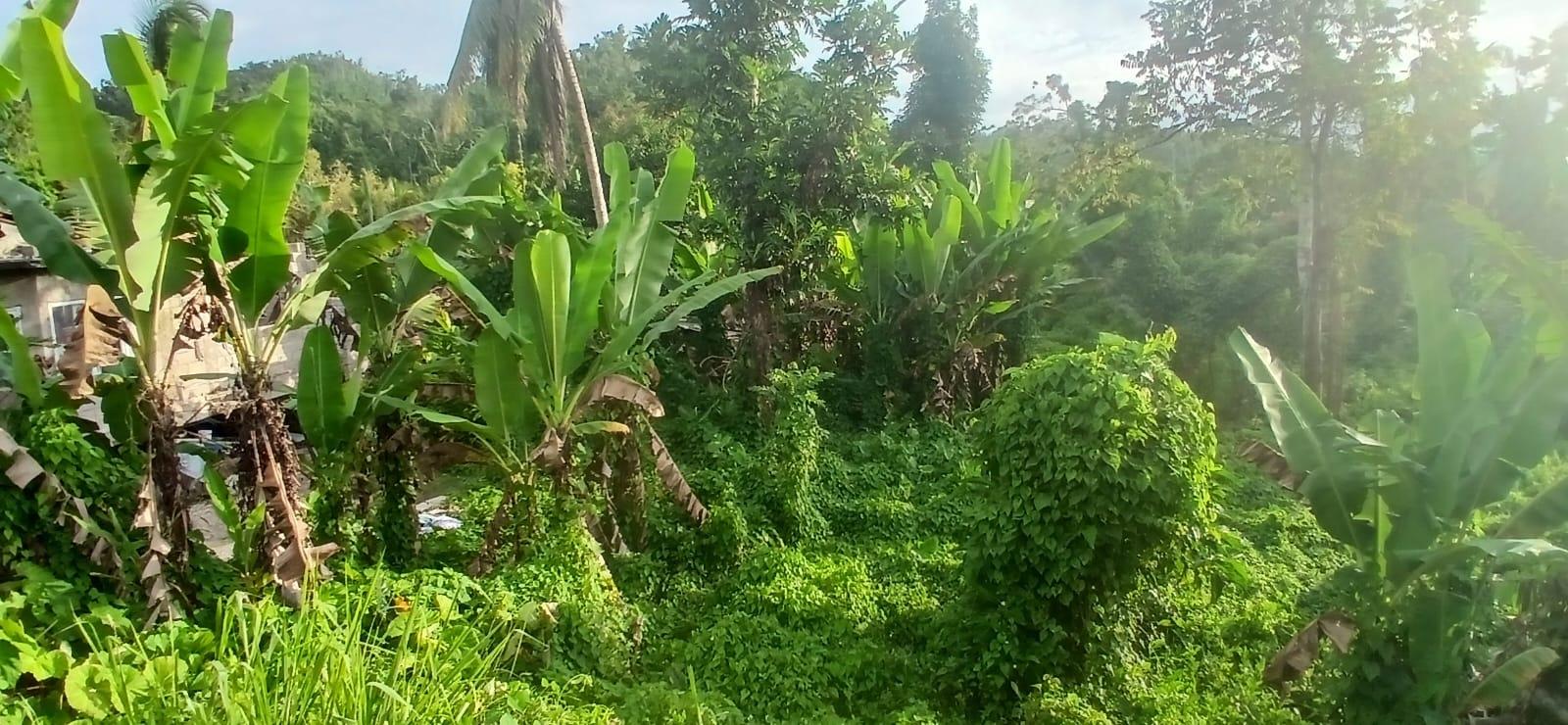Sixth image of 62- pt Windsor Lodge L/s, Som in Windsor Lodge, St. James, Jamaica - property is For Sale