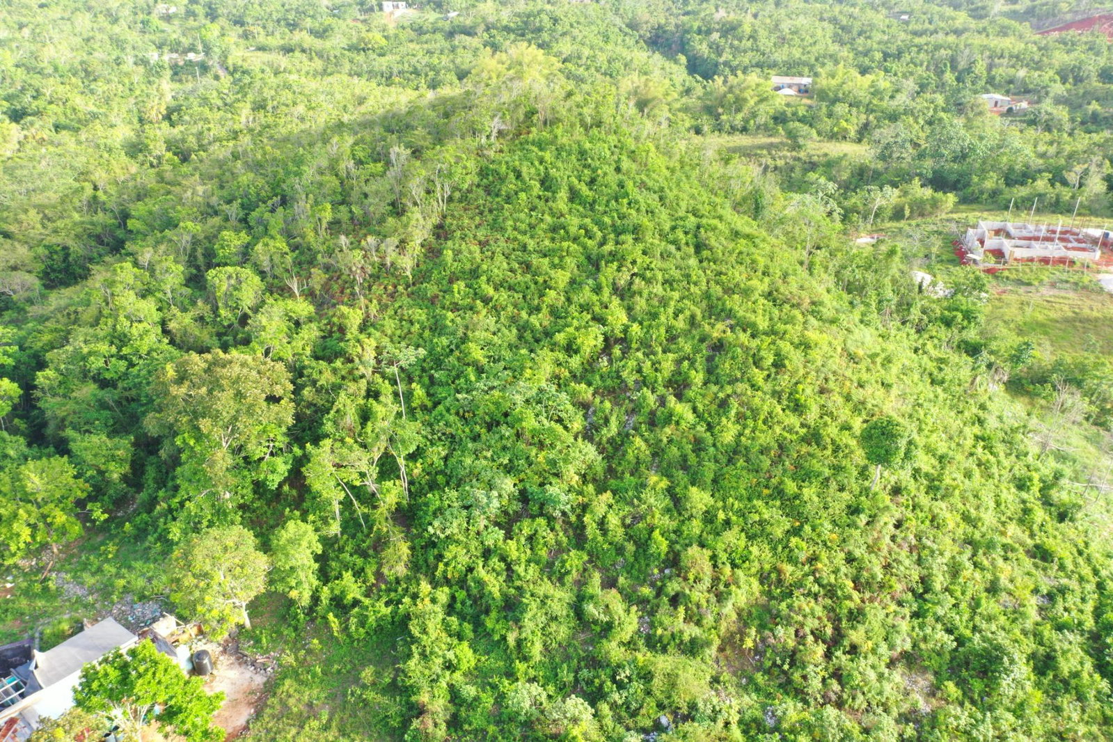 Tenth image of Land Part of Farm in Windsor Forest, Manchester, Jamaica - property is For Sale