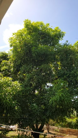 Tenth image of 30- Upper Mammee Bay in Mammee Bay, St. Ann, Jamaica - property is For Sale