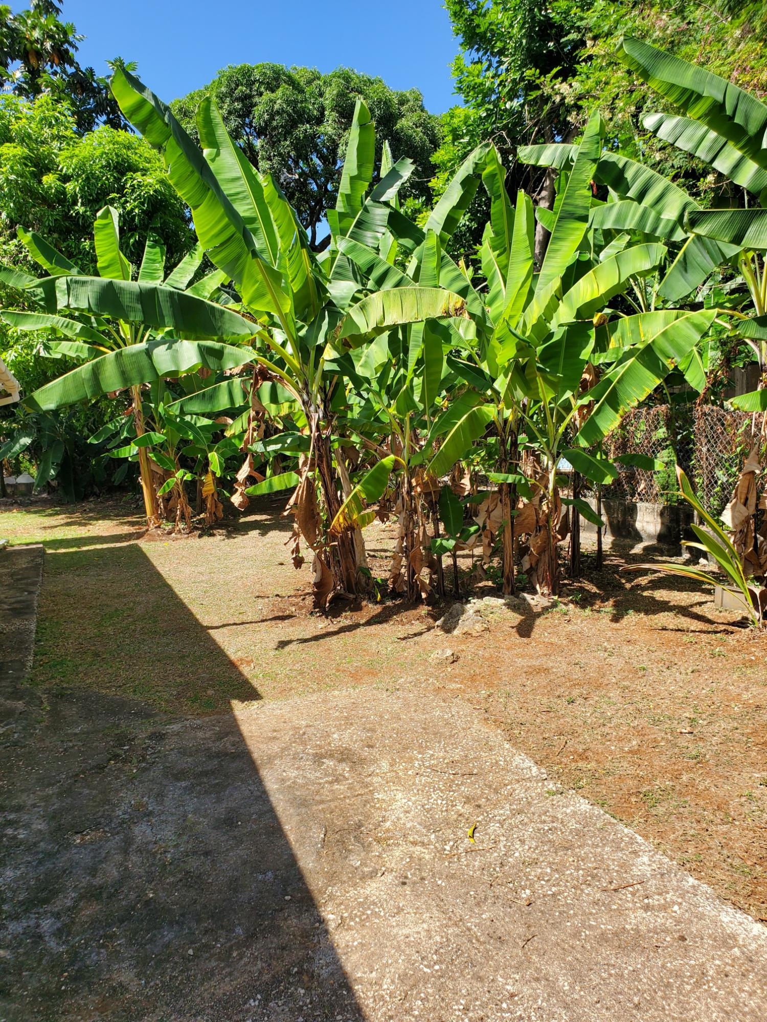 Eighth image of 30- Upper Mammee Bay in Mammee Bay, St. Ann, Jamaica - property is For Sale