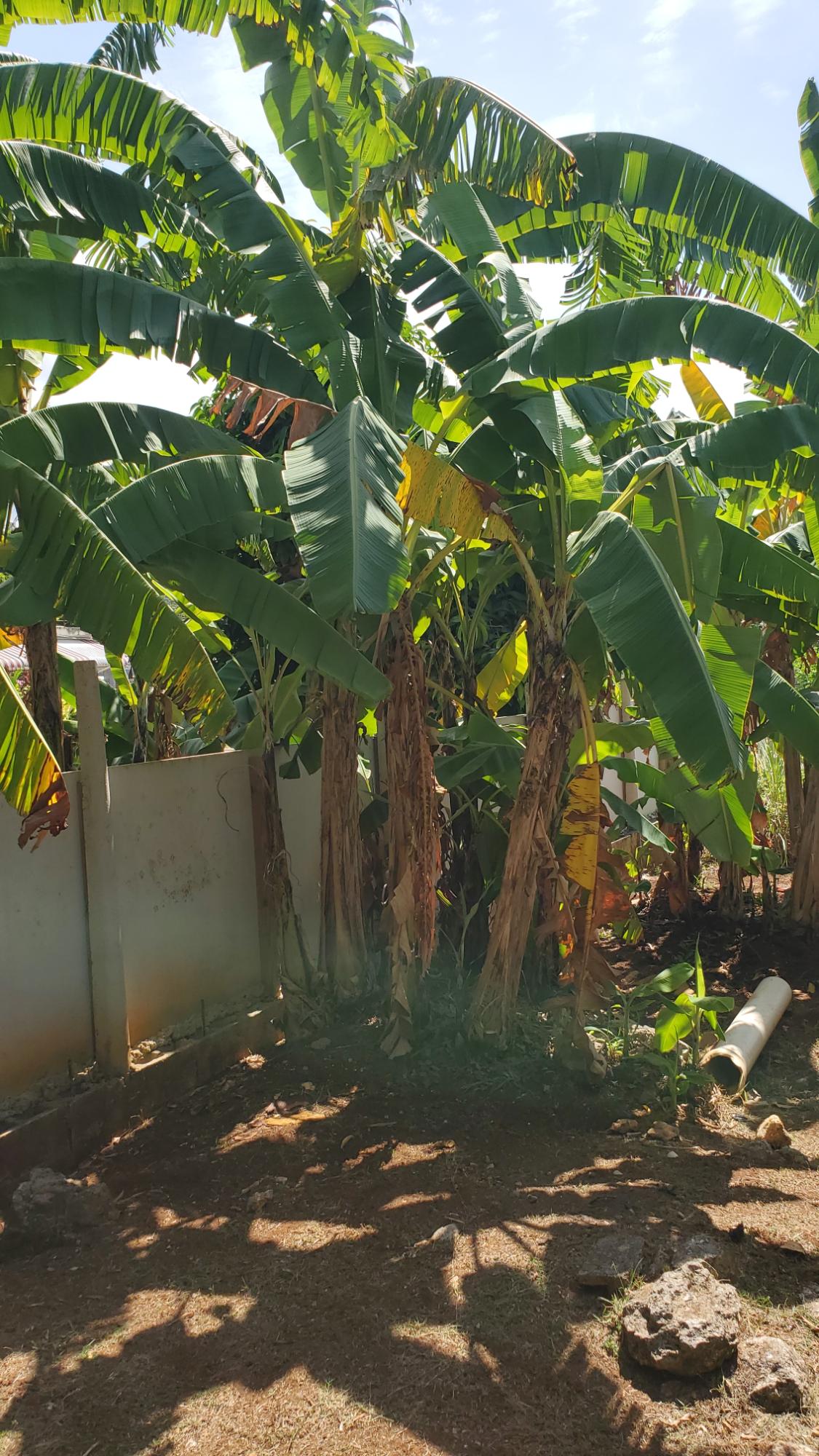 Ninth image of 30- Upper Mammee Bay in Mammee Bay, St. Ann, Jamaica - property is For Sale