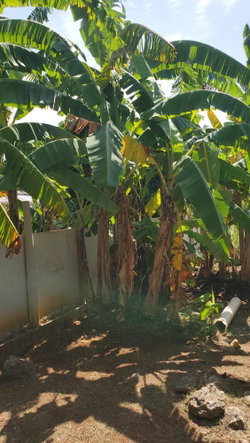 Ninth image of 30- Upper Mammee Bay in Mammee Bay, St. Ann, Jamaica - property is For Sale