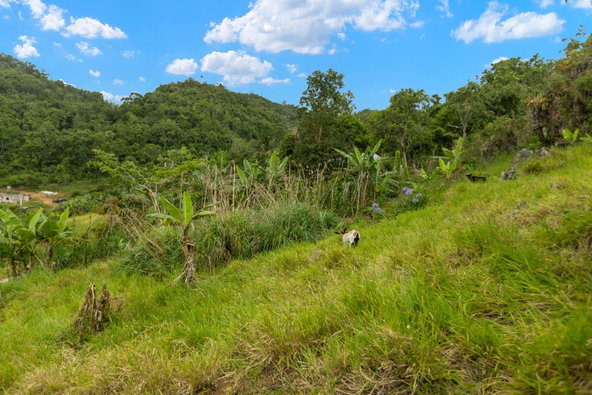 Seventeenth image of Mollison, Christaina in Mollison, Manchester, Jamaica - property is For Sale