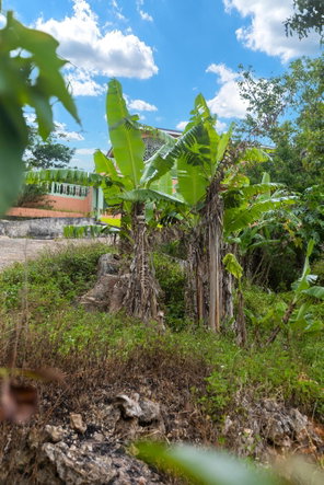 Twentieth image of Mollison, Christaina in Mollison, Manchester, Jamaica - property is For Sale