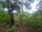 First image of Lot 4 Heifer Run, Toll Gate p. in Toll Gate, Clarendon, Jamaica - property is For Sale