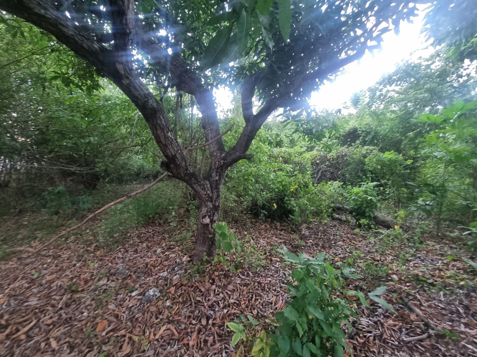 Fourth image of Lot 4 Heifer Run, Toll Gate p. in Toll Gate, Clarendon, Jamaica - property is For Sale