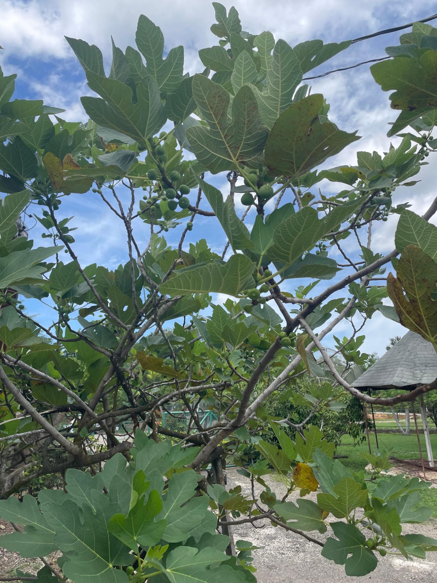 Eighteenth image of 9c Trenton Road in May Pen, Clarendon, Jamaica - property is For Sale