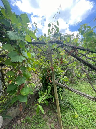 Nineteenth image of 9c Trenton Road in May Pen, Clarendon, Jamaica - property is For Sale