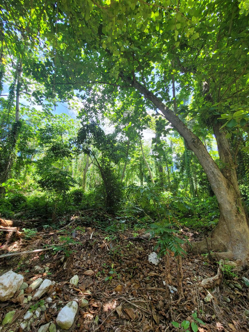 Eleventh image of Lot 66 Rose Hill St. Ann in Runaway Bay, St. Ann, Jamaica - property is For Sale