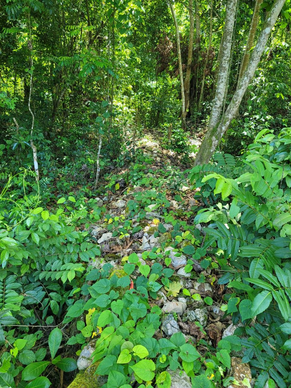 Fifteenth image of Lot 66 Rose Hill St. Ann in Runaway Bay, St. Ann, Jamaica - property is For Sale