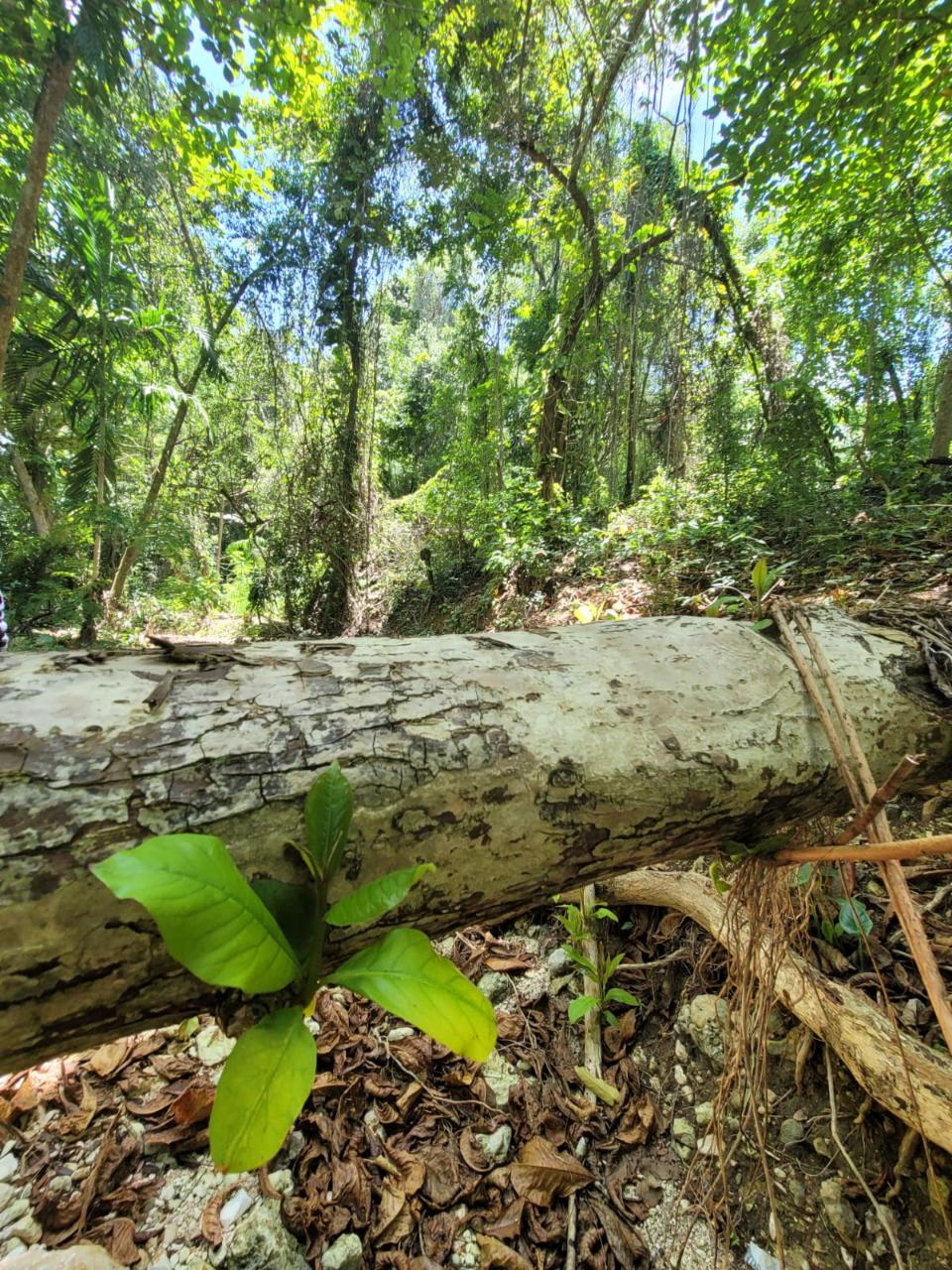 Sixteenth image of Lot 66 Rose Hill St. Ann in Runaway Bay, St. Ann, Jamaica - property is For Sale