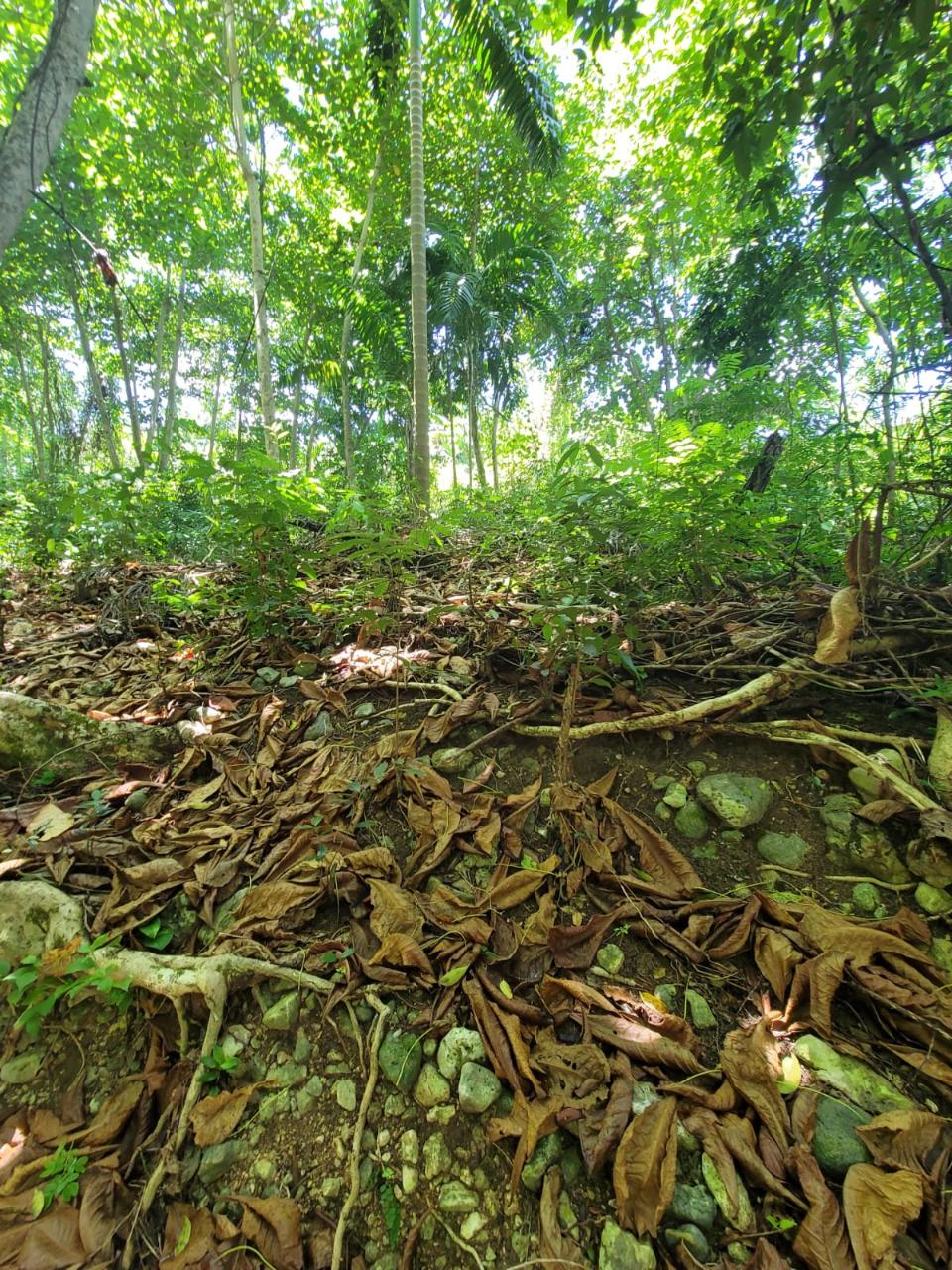 Nineteenth image of Lot 66 Rose Hill St. Ann in Runaway Bay, St. Ann, Jamaica - property is For Sale
