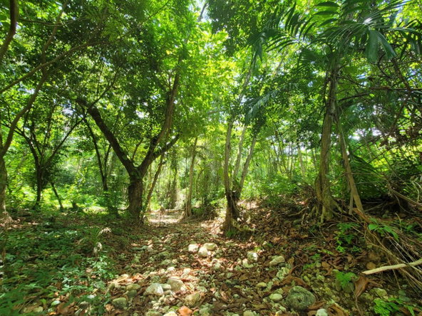 Second image of Lot 66 Rose Hill St. Ann in Runaway Bay, St. Ann, Jamaica - property is For Sale