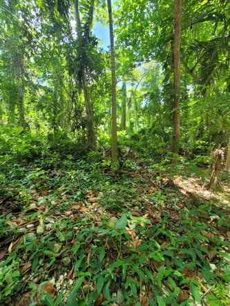 Third image of Lot 66 Rose Hill St. Ann in Runaway Bay, St. Ann, Jamaica - property is For Sale