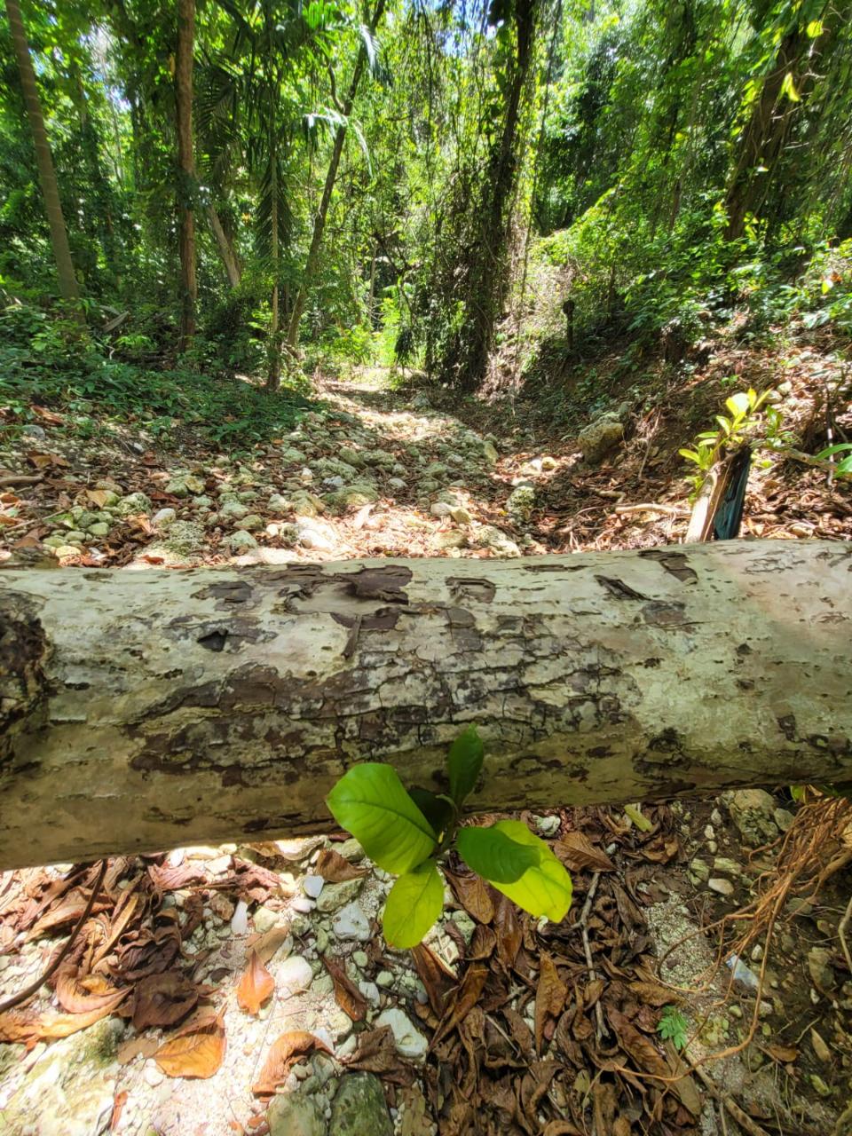 Fourth image of Lot 66 Rose Hill St. Ann in Runaway Bay, St. Ann, Jamaica - property is For Sale