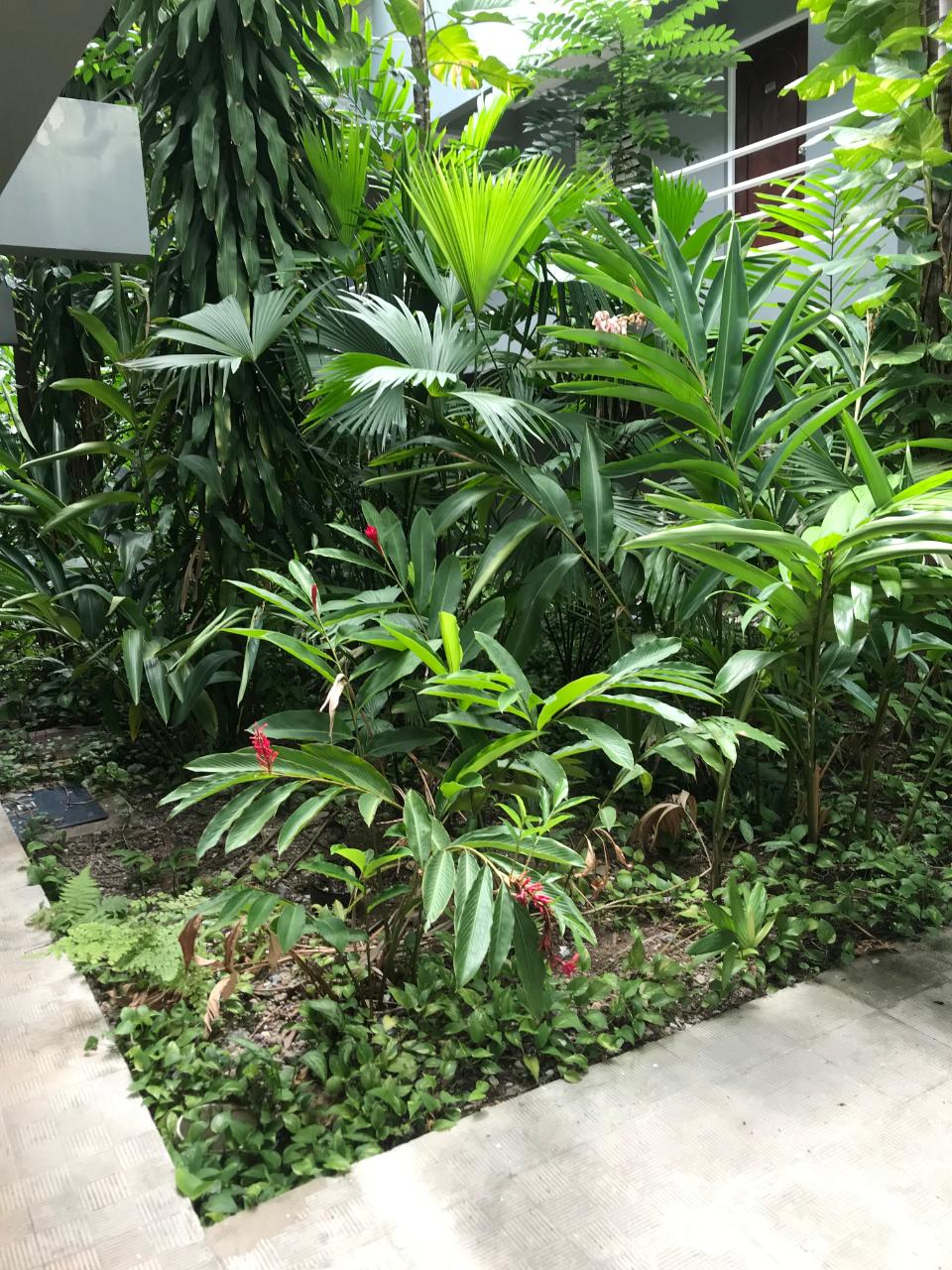 Fifth image of 205- Olivier Place in Kingston 8, St. Andrew, Jamaica - property is For Rent