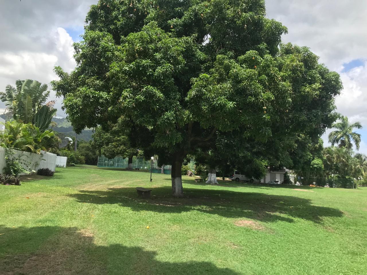 Sixth image of 205- Olivier Place in Kingston 8, St. Andrew, Jamaica - property is For Rent
