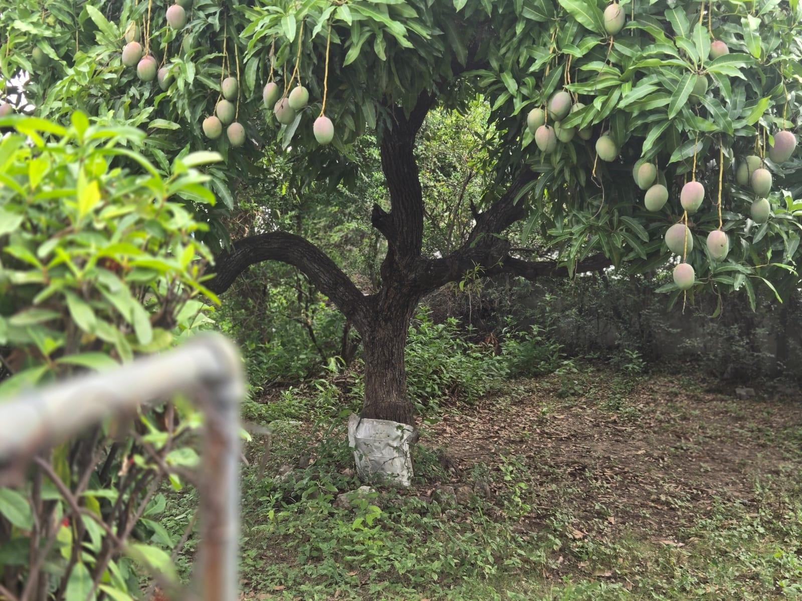 Eleventh image of 12b First Avenue, Vineyard to in Kingston 3, St. Andrew, Jamaica - property is For Sale