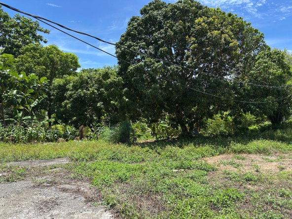 Sixteenth image of Passley Gardens in Port Antonio, Portland, Jamaica - property is For Sale