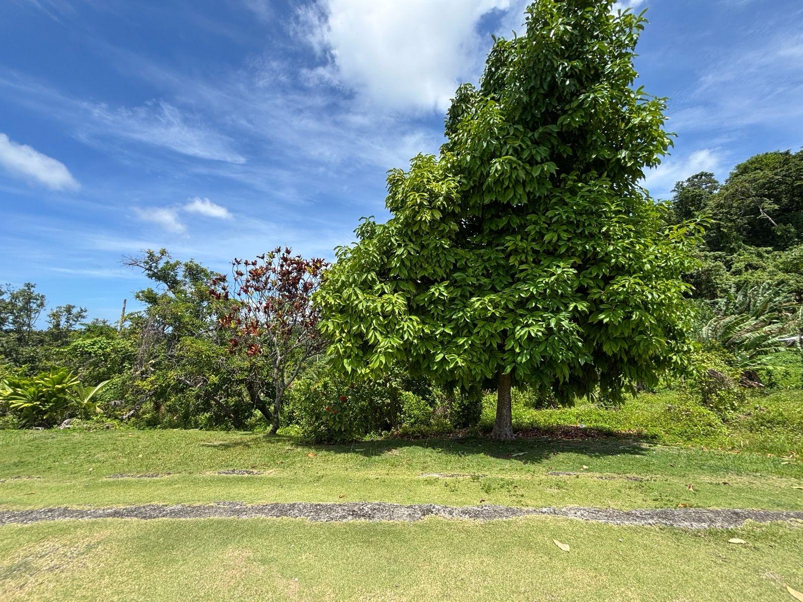 Ninth image of Passley Gardens in Port Antonio, Portland, Jamaica - property is For Sale