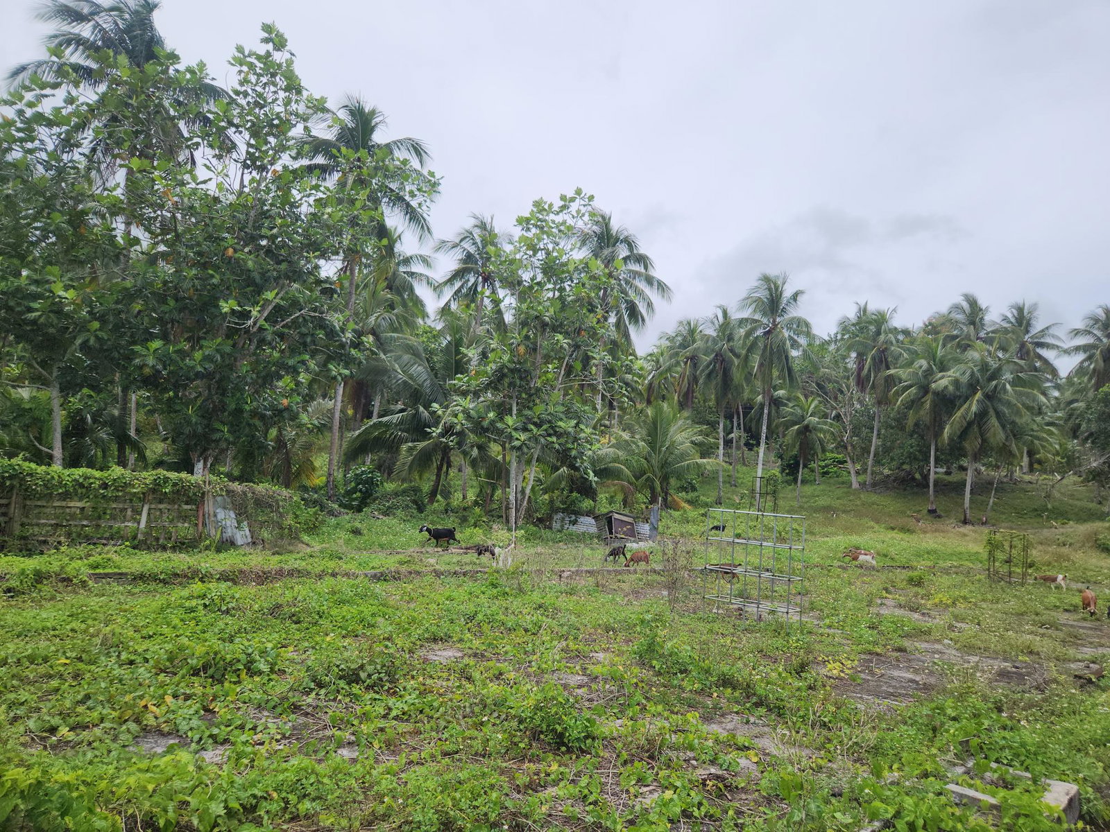 Tenth image of Lot 35 Brimmer Hall, Port Maria in Port Maria, St. Mary, Jamaica - property is For Sale