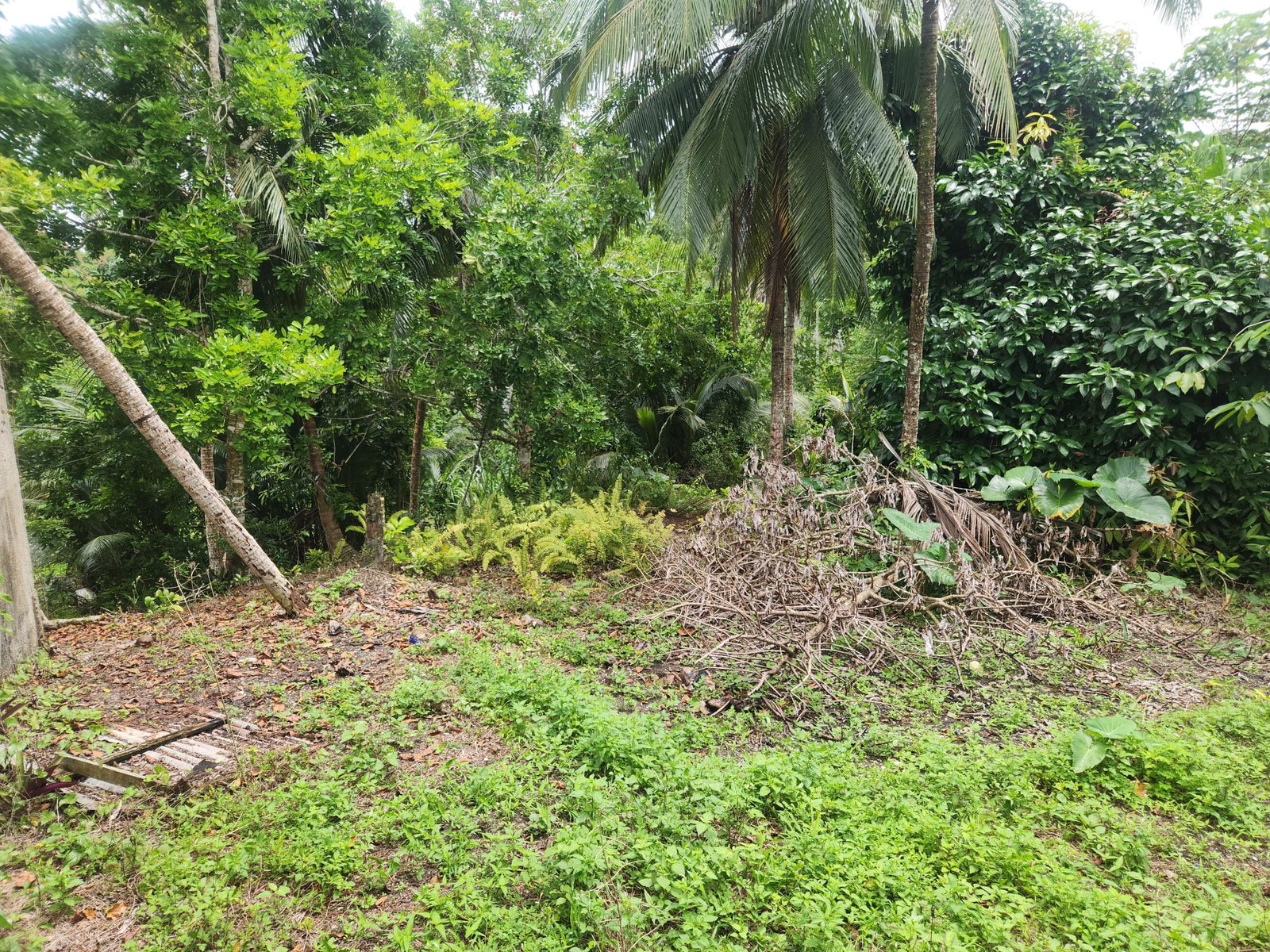 Eleventh image of Lot 35 Brimmer Hall, Port Maria in Port Maria, St. Mary, Jamaica - property is For Sale